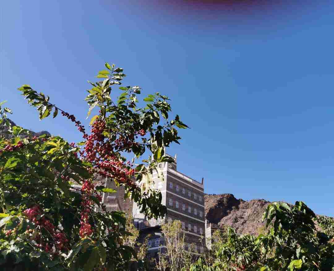 بُنّ يافع… حيث تصنع الطبيعة أجود القهوة