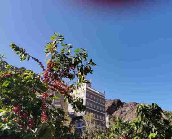 بُنّ يافع… حيث تصنع الطبيعة أجود القهوة