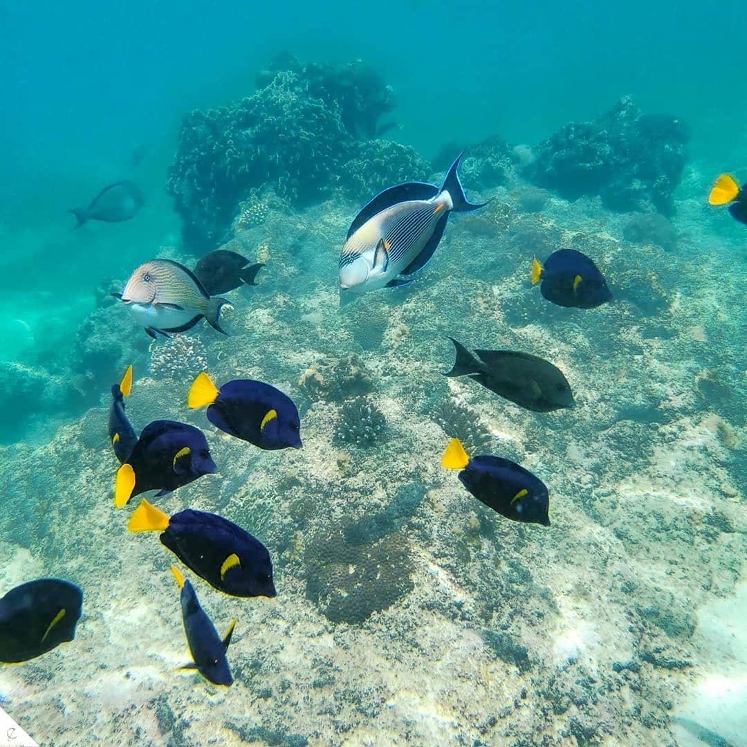 محمية ديحمري .. تجربة غوص استثنائية بين 150 نوعًا من الأسماك