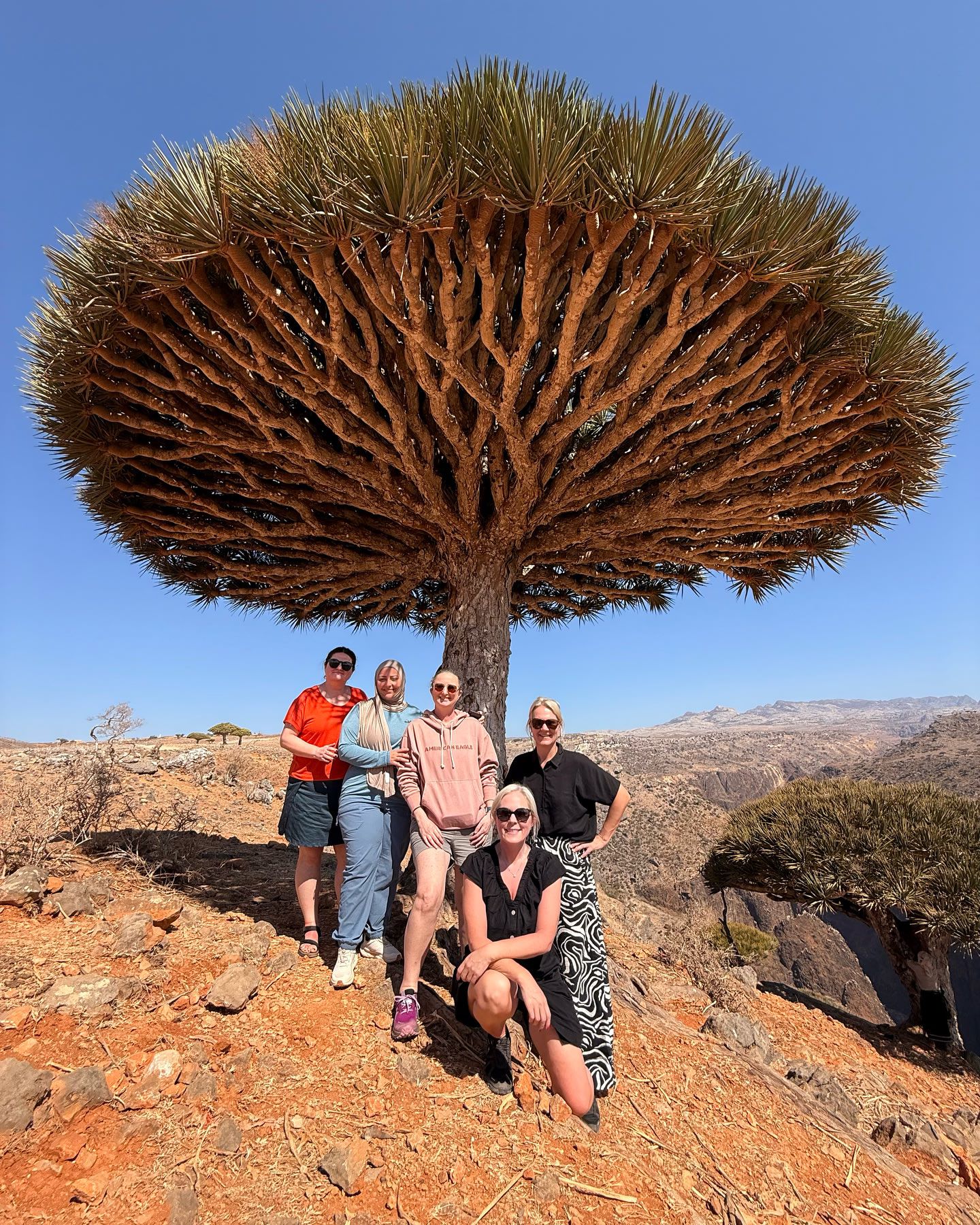 شجرة دم الاخوين - سقطرى