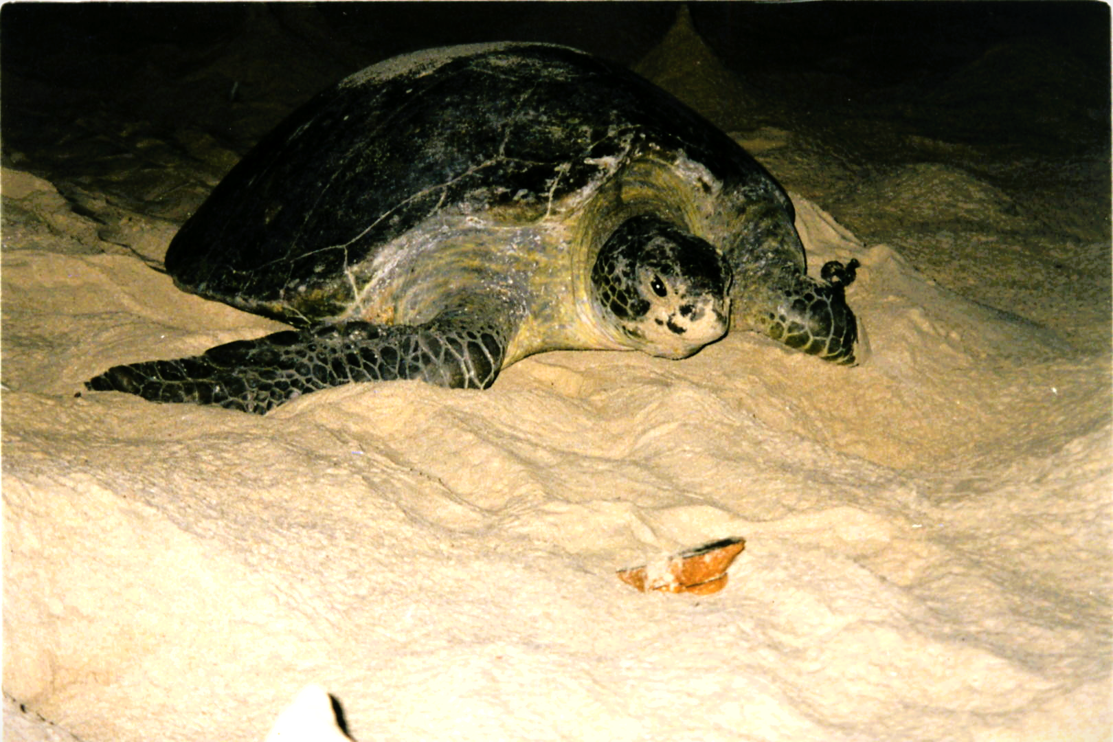 محمية شرمة – جثمون.. مملكة السلاحف ومحطة للطيور المهاجرة