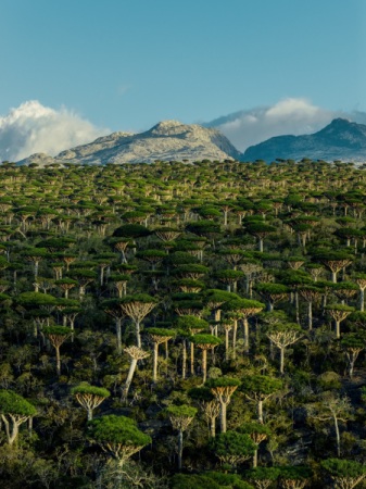 كوكب آخر - هذه سقطرى